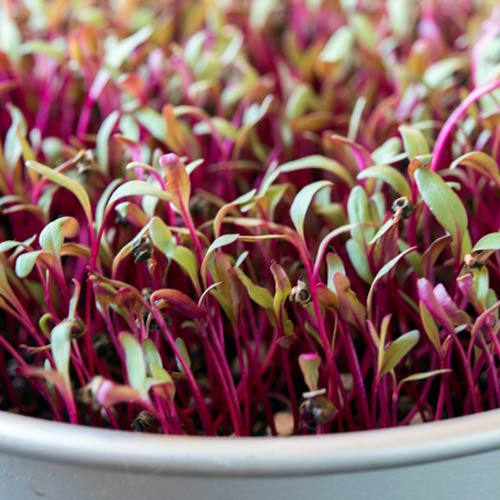 Микрозелень Свекла изображение 1 артикул 65276