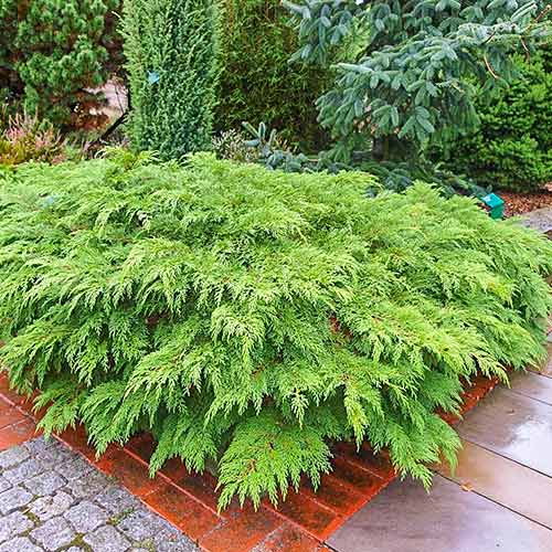 Микробиота перекрестнопарная изображение 1 артикул 8353