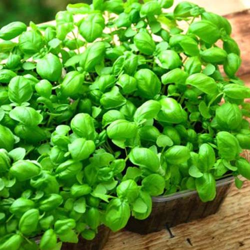 Микрозелень Брокколи микс, смесь семян изображение 1 артикул 83160