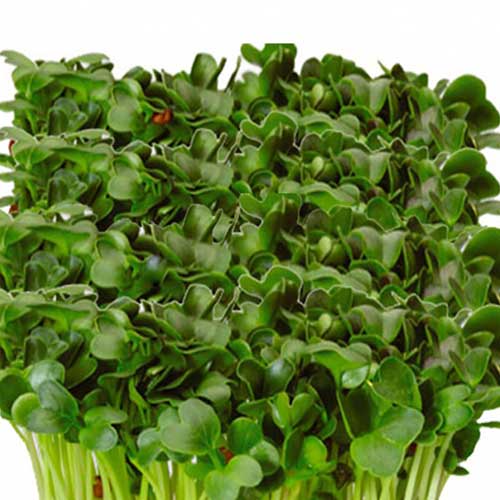 Микрозелень Дайкон Русский огород НК изображение 1 артикул 69902