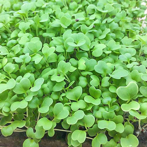 Микрозелень Горчица артикул фото 1 Микрозелень Горчица изображение 1 артикул 82771