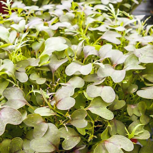 Микрозелень Капуста японская Мизуна артикул фото 1 Микрозелень Капуста японская Мизуна изображение 1 артикул 69904