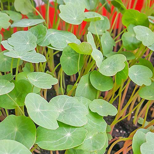 Микрозелень Настурция Русский огород НК изображение 1 артикул 82774