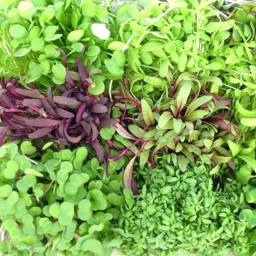 Микрозелень Пикантная, смесь семян изображение 1 артикул 65274