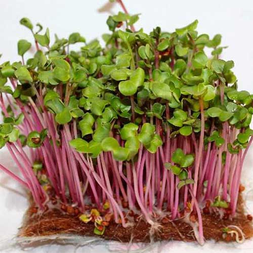 Микрозелень Редис Русский огород НК изображение 1 артикул 82775