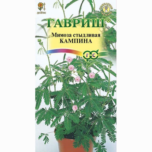 Мимоза стыдливая Кампина Гавриш изображение 1 артикул 82407