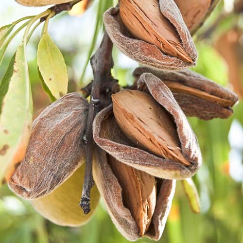 Миндаль Амаретто изображение 2 артикул 7425