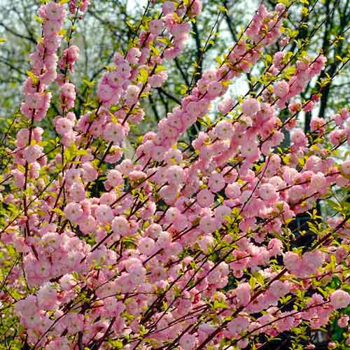 Миндаль трёхлопастный Розенмунд изображение 1 артикул 01169