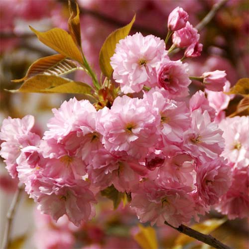 Миндаль трёхлопастный Розенмунд изображение 2 артикул 01169