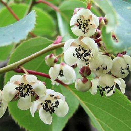 Мини-киви (актинидия) коломикта Адам изображение 1 артикул 9241