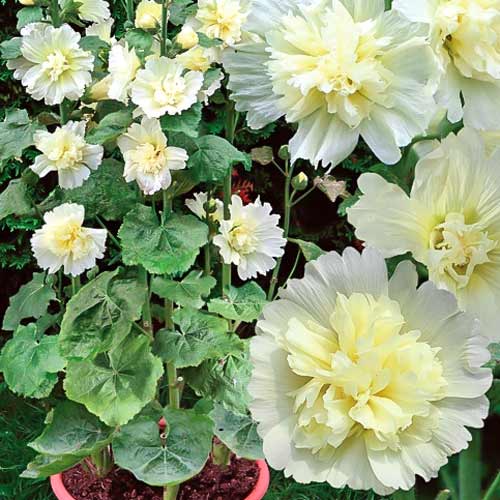 Шток-роза мини Наутилус Лемон изображение 1 артикул 74093