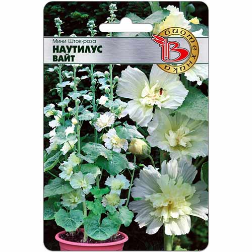 Шток-роза мини Наутилус Вайт Биотехника артикул фото 1 Шток-роза мини Наутилус Вайт Биотехника изображение 1 артикул 74091