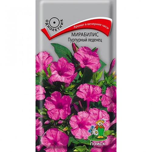 Мирабилис Пурпурный леденец, семена изображение 1 артикул 93054