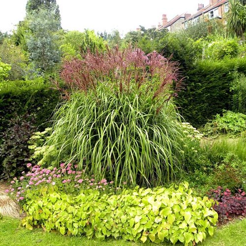 Мискантус Фламинго изображение 2 артикул 7239