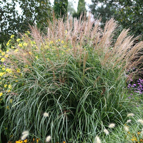 Мискантус Кляйне Фонтане изображение 1 артикул 7241