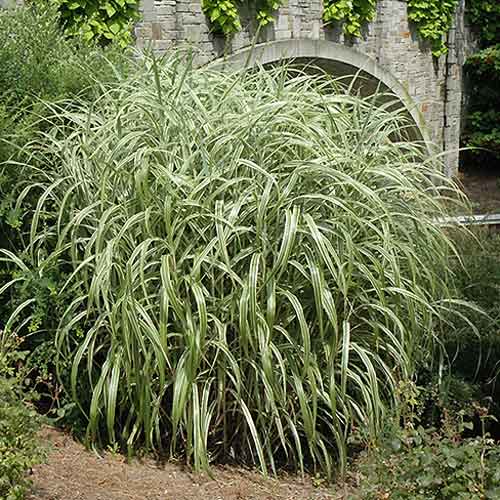 Мискантус китайский Кабарет изображение 1 артикул 9537