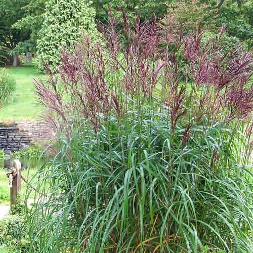 Мискантус китайский Кратер изображение 1 артикул 68707