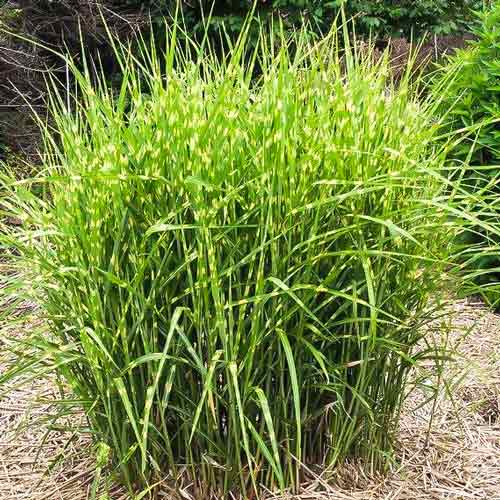 Мискантус китайский Литтл Зебра изображение 1 артикул 68810