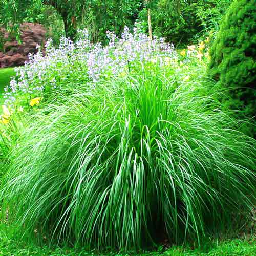Мискантус китайский Монинг Лайт изображение 1 артикул 68708
