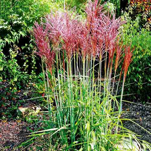 Мискантус китайский Ред Чиф изображение 1 артикул 68811