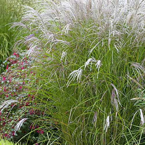 Мискантус Клейн Фонтан изображение 1 артикул 70442