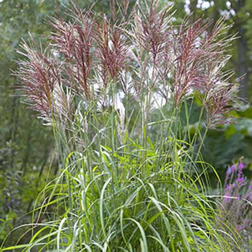 Мискантус Малепартус изображение 1 артикул 70443