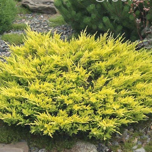 Можжевельник горизонтальный Лаймглоу изображение 1 артикул 9458