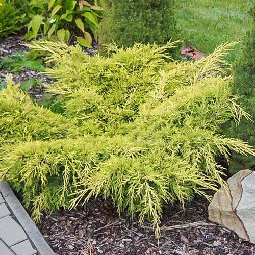 Можжевельник Олд Голд изображение 1 артикул 9406