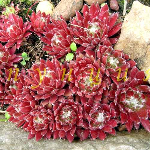 Молодило Биколор изображение 1 артикул 68710