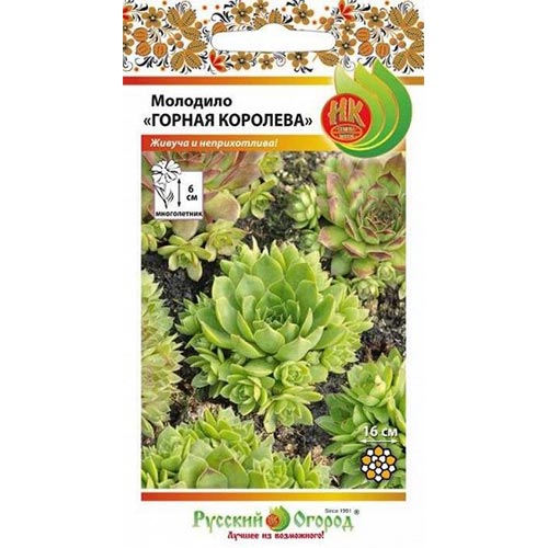 Молодило Горная Королева, смесь окрасок изображение 1 артикул 92577
