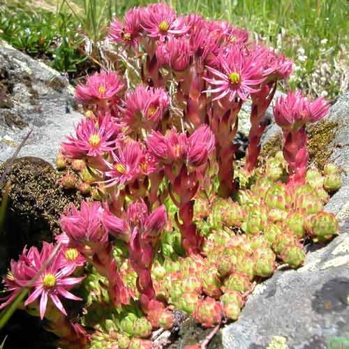 Молодило горное изображение 1 артикул 68888