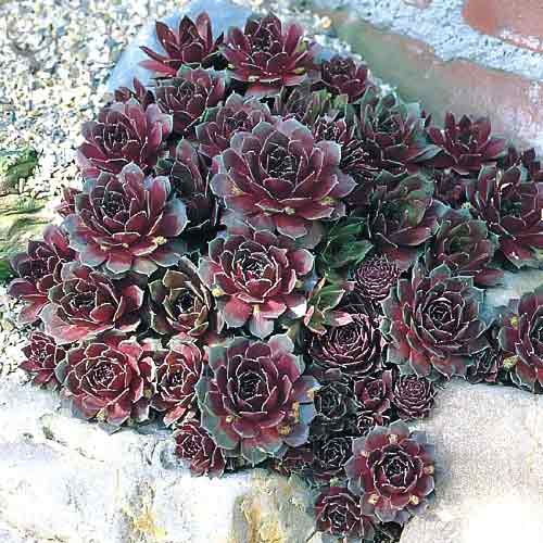 Молодило кровельное Пурпуреум изображение 1 артикул 01371