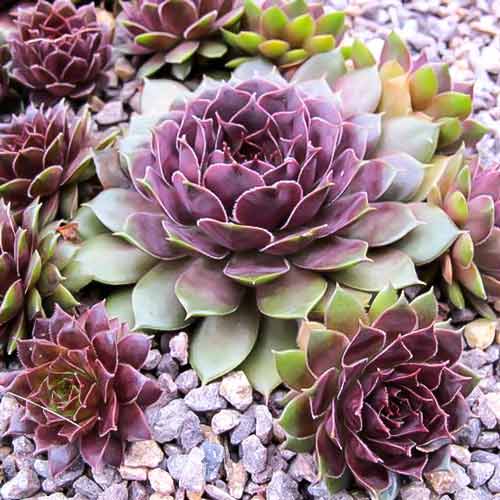 Молодило Ноир изображение 1 артикул 01368