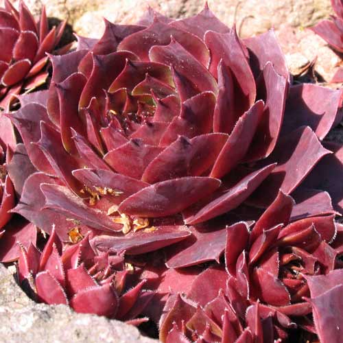 Молодило Отелло изображение 1 артикул 68713