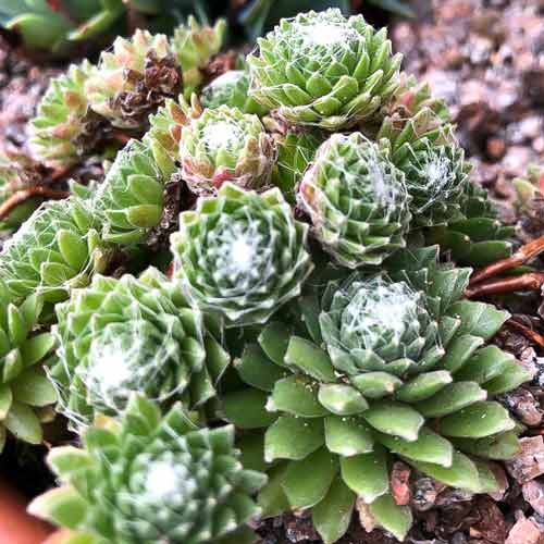 Молодило Рубин изображение 1 артикул 01374