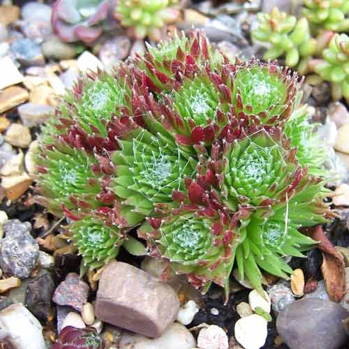 Молодило Спленденс изображение 1 артикул 68716