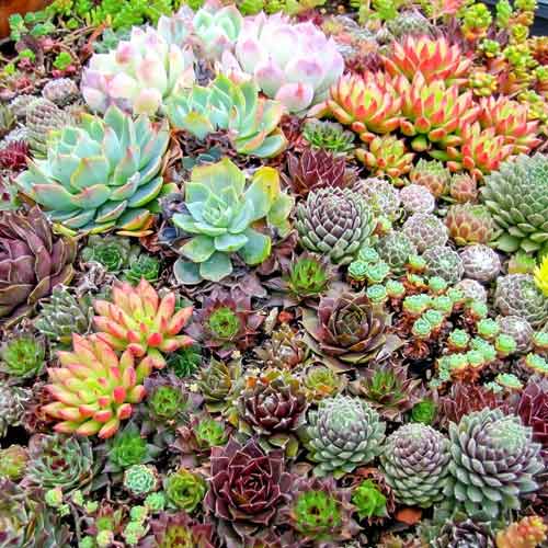 Молодило Зимостойкая, смесь окрасок изображение 1 артикул 71483