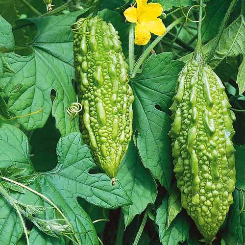 Момордика Нефрит F1 изображение 1 артикул 71621