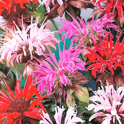 Монарда Панорама, смесь окрасок изображение 1 артикул 71486