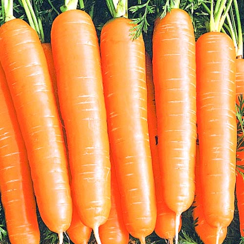 Морковь Алтайская сахарная Уральский дачник изображение 1 артикул 74183