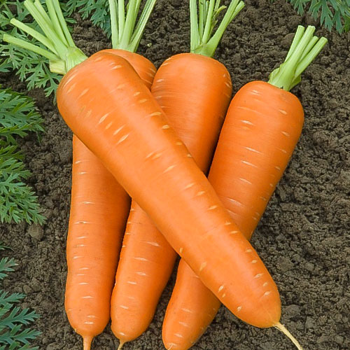 Морковь Бессердцевинная Королева Premium Seeds изображение 1 артикул 83767