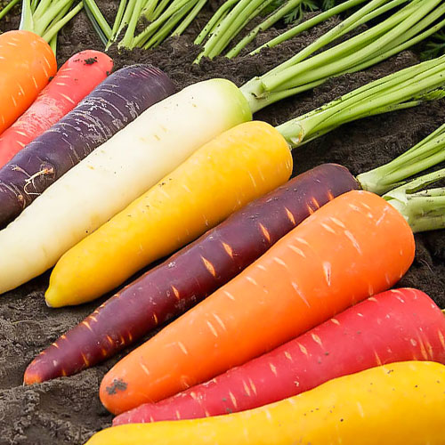 Морковь Детская грядка радуга Premium Seeds изображение 1 артикул 83768