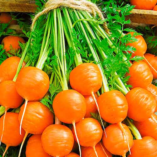 Морковь Рондо F1 изображение 1 артикул 71836