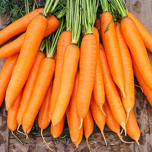 Морковь Степашка F1 Premium Seeds изображение 1 артикул 83778