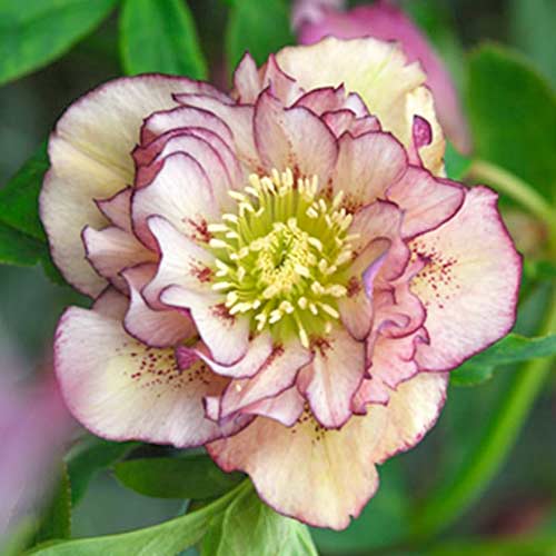 Морозник Дабл Эллен Пикоти изображение 1 артикул 70410