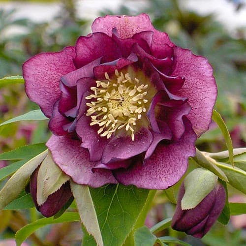 Морозник Дабл Эллен Ред артикул фото 1 Морозник Дабл Эллен Ред изображение 1 артикул 76610