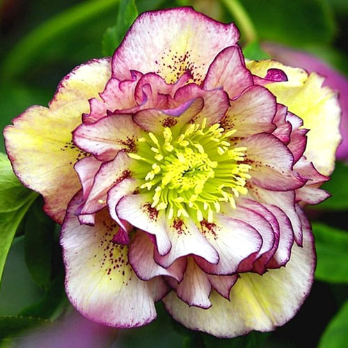 Морозник Дабл Пинк артикул фото 1 Морозник Дабл Пинк изображение 1 артикул 2998