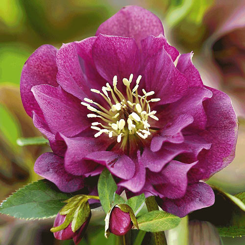 Морозник Дабл Ред артикул фото 1 Морозник Дабл Ред изображение 1 артикул 2997