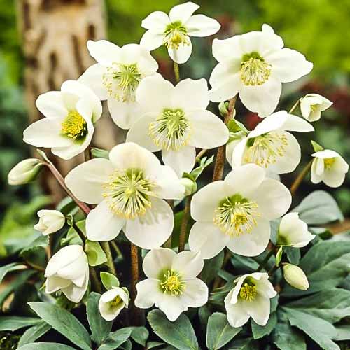 Морозник восточный Адвент Стар изображение 1 артикул 68868