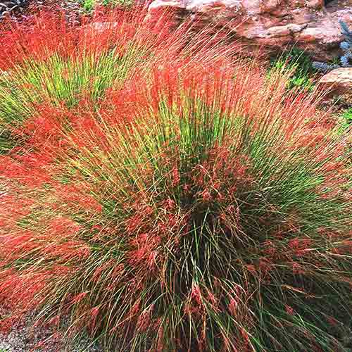 Мюленбергия бесстрашная изображение 1 артикул 71890